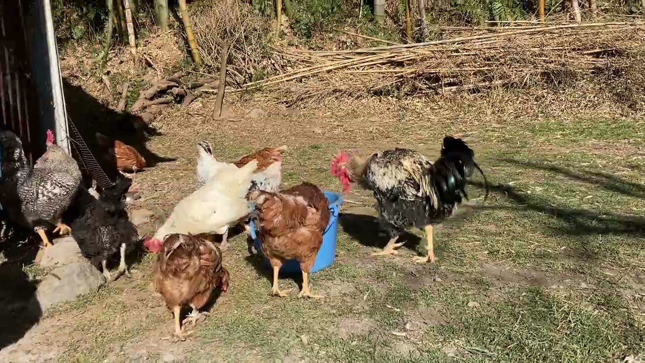 普段はのんびり歩いているけど、本気で走ると追いつけない😅