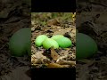 Capture de la vidéo Female Cassowary Destroyed Eggs Of Other Female And Male Can't Do Anything #Animalife  #Wildlife