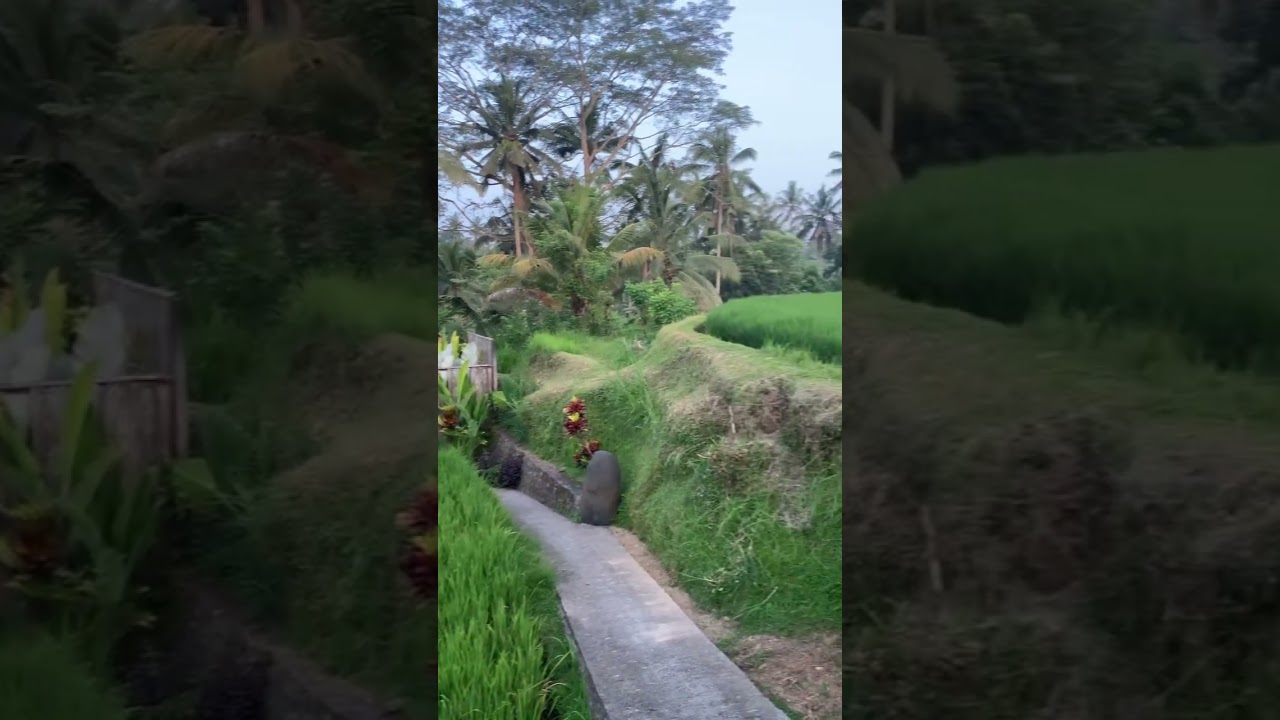 Рисовые поля и пальмы🌴 на Бали 😍 
