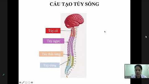 LT cơ xương khớp (P3): Khám cột sống