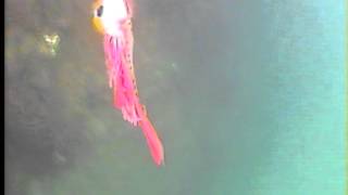 【鯛ラバ水中動画】ハヤブサ製 SLヘッド 60g
