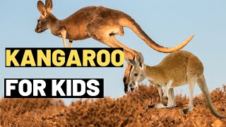 Kangaroo Facts for Kids: Learn About the Amazing Marsupial