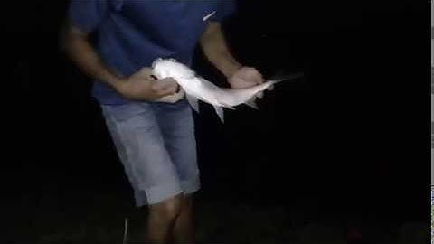 Câu Mè Đêm Hồ Gia Ui Bằng Mồi Khoai Lang ủ Chua! #72