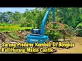 Sarang Predator Kembali Di Bongkar || Kali Hurang Makin Cantik || Normalisasi Kali