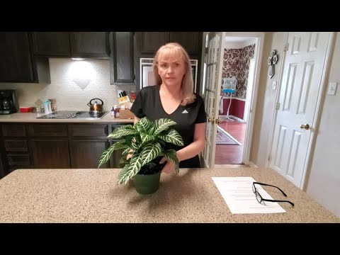 HOW TO TAKE CARE OF A ZEBRA PLANT "APHELANDRA SQUARROSA"