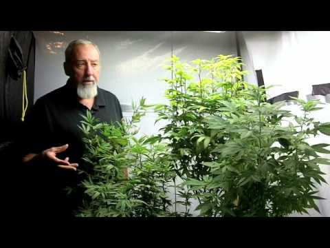 Spider Mite Control for Medical Marijuana Plants