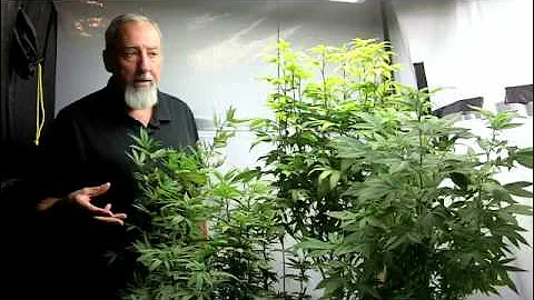 Spider Mite Control for Medical Marijuana Plants