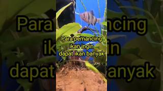 MAU IKAN BANYAK BACA DOA INI #doamancing #fishing #shortvideo #ikan