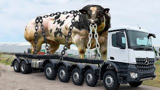 Pretty Girl VOLVO L60F Driver Calf Transportation Hoof Cow Shearing Milking Hay Bale Farm farming