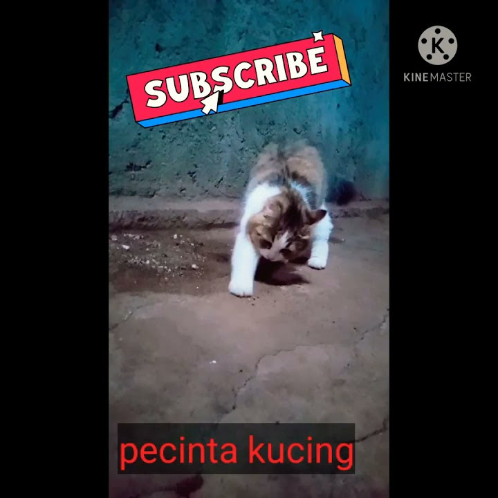 NGINTIP KUCING PIPIS 😺