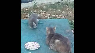 Кошка виростила котят на улице.Сейчас ети котята сидят в приюте целиє, невредимиє.😸 Кошка виростила котят на улице.Сейчас ети котята сидят в приюте целиє, невредимиє.😸