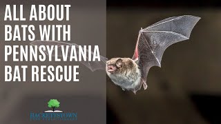 All About Bats with Pennsylvania Bat Rescue