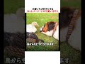 犬嫌いも犬好きにするセントバーナードが可愛いすぎたｗｗｗｗｗ