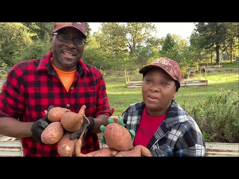 Our FIRST EVER Sweet Potato Harvest!