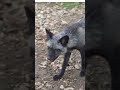 🦊 நரி கெட்ட மணம் வெளியிடும் ரகசியம்! | Why Foxes Smell Bad #tamilshorts