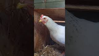 Inyue chicken laying song #song