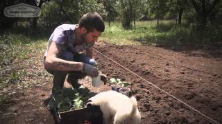 Мисия Млад фермер - Епизод 6 - Засаждане на зеленчуците