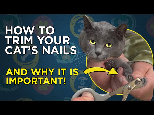 Scratching Behavior in Cats | Animal Humane Society