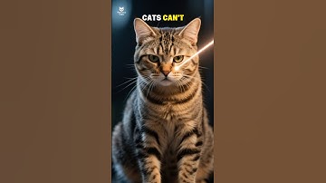 Cat vs Laser Pointer 🔴🐾 (Fast & Funny!) #FunnyCats #CatShorts #CuteCats #CatVideo  #ViralCats