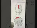 الفري - هوا الرأس اكتشافه و أعراضه و علاجه د. شيماء عبدالتواب مشرف