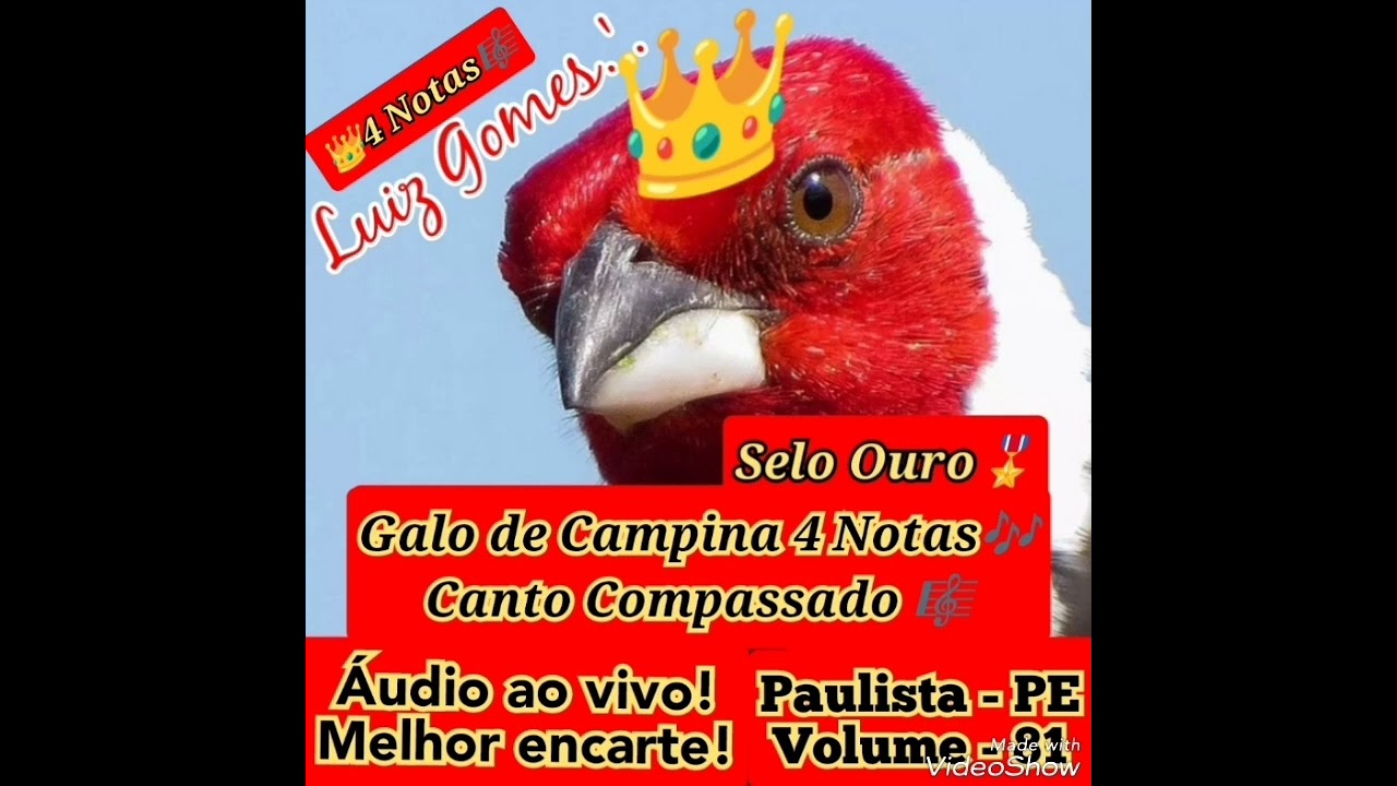 👑Galo de Campina 4 Notas Compassado👑 Áudio para encarte e apreciação, show! INCOMPARÁVEL! CONFIRA!