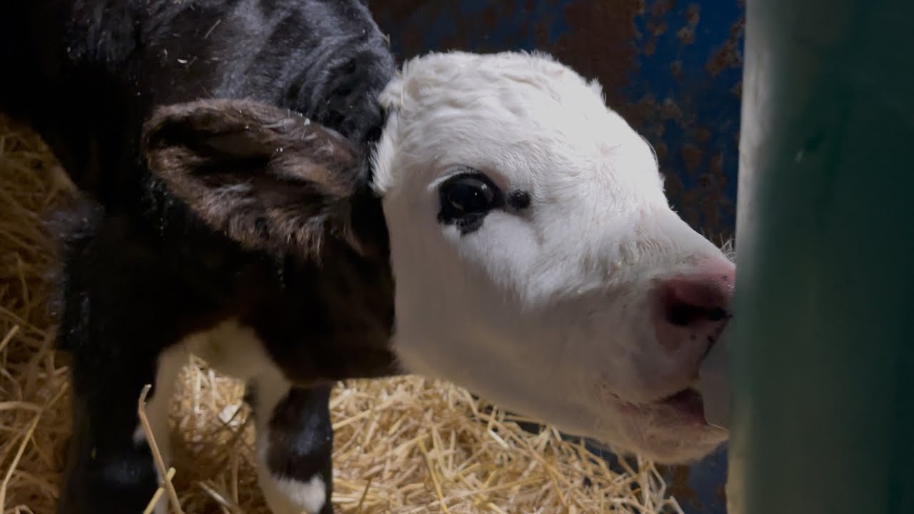 Beklenenden Erken Doğan Buzağılar, Sağlıklı ve Enerjik