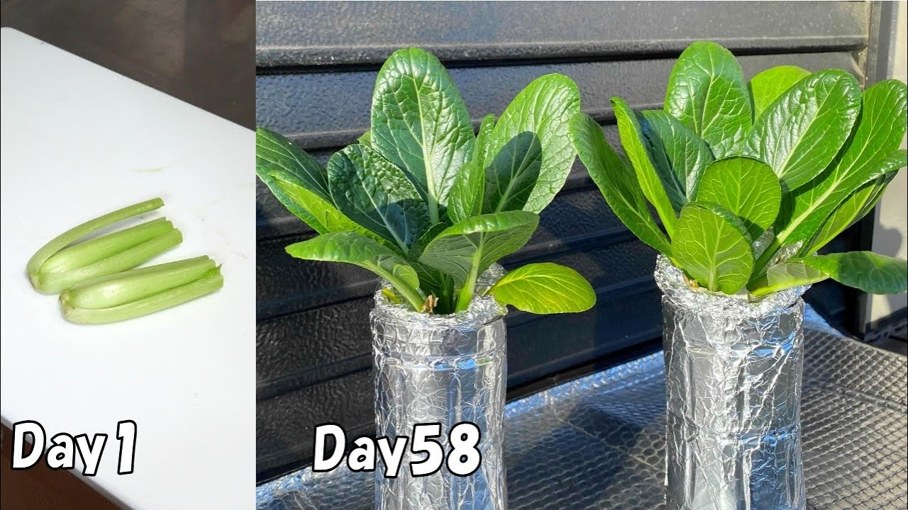 Как собрать много листовой зелени из овощных отходов в пластиковых бутылках