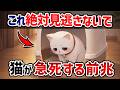 【知らないと危険】猫が急死する前に見せるサイン【猫雑学】