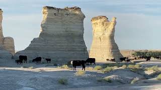 A herd of cows moves through Monument Rocks