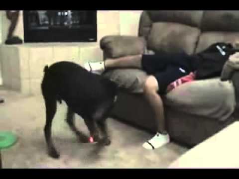 El perro cabron