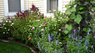 My NO-DIG 🌿 Flower Bed is doing AMAZING!