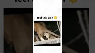 Insane Pain??comedyfunny funmemes meme viral shorts short shortvideo ytshorts ytshort