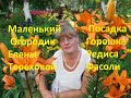 Маленький Огородик Елены Тереховой -  Посадка Горошка, Редиса, Фасоли 20.04.2022