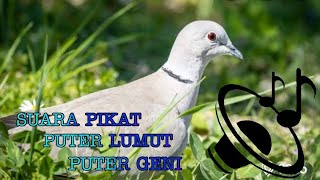 SUARA PIKAT PUTER LUMUT PUTER GENI TERBARU