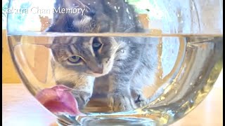 The Reaction Of A Cat Meeting Betta Fish For The First Time｜初めて見たベタフィッシュの猫の反応がこちら by さくらちゃんメモリー Sakura Chan Memory 197 views 8 months ago 3 minutes, 34 seconds