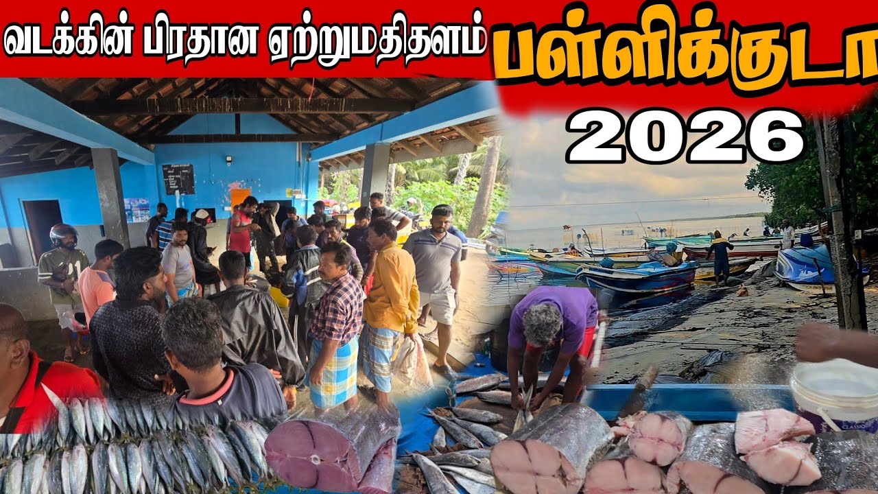 வடக்கில் கடலுணவு ஏற்றுமதியின் பிரதான தளம் பள்ளிக்குடா😱The main base for seafood exports in the North