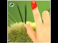 இந்த ஒரு கம்பளி பூச்சியை மட்டும் தொட்றாதீங்க/Just don't touch this one caterpillar#shorts
