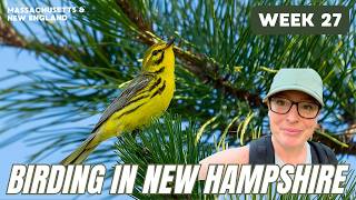 Grasslands, Nightjars, and Pine Barrens: A New Hampshire Birding Tour
