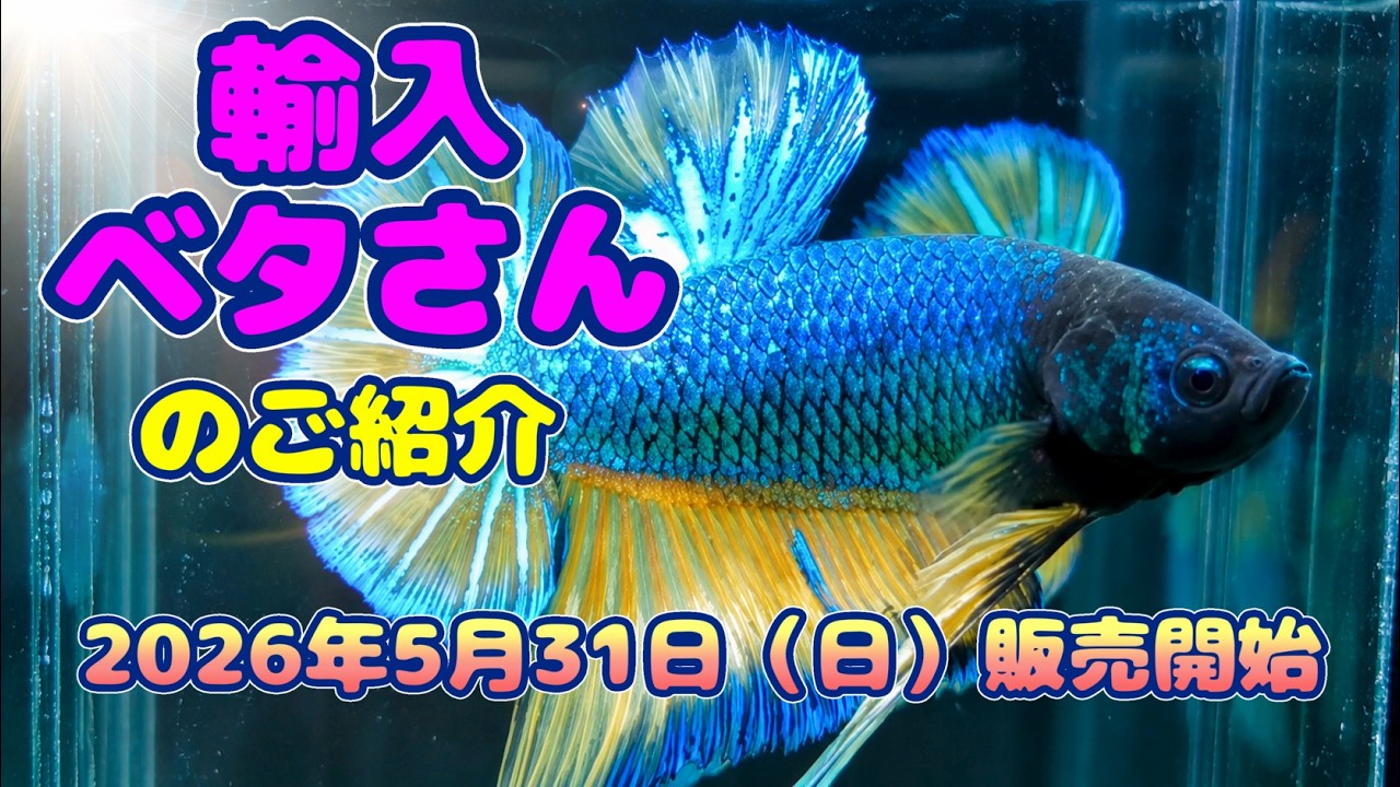 2026年5月31日（日）販売開始！ 輸入ベタさん紹介動画 - YouTube