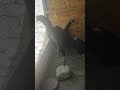 Дакани фуруши Ватсап +79633764548