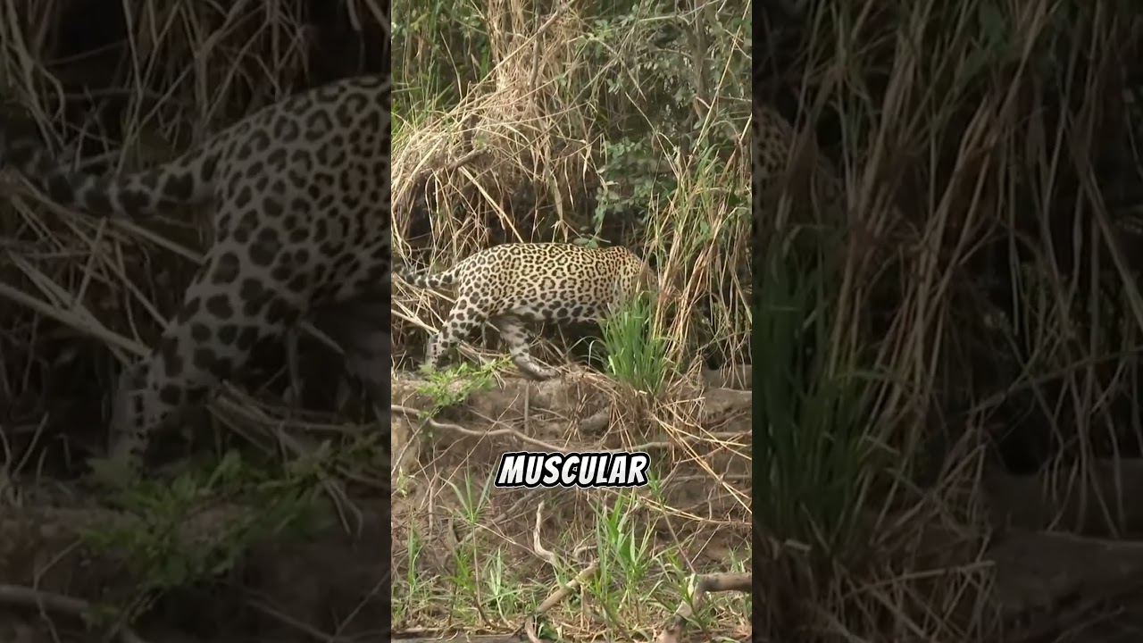 Jaguar: Spotted Hunters of the Jungle  🐆    