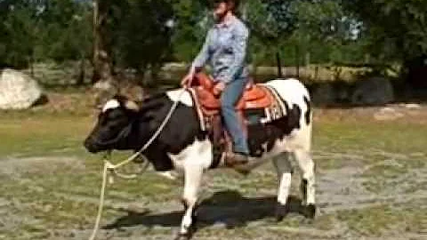 Cowboy Jazz (Jazzy) - Working on Basics