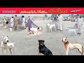 04 02 2024 part 2  gultair dog  bully dog  mubashir info