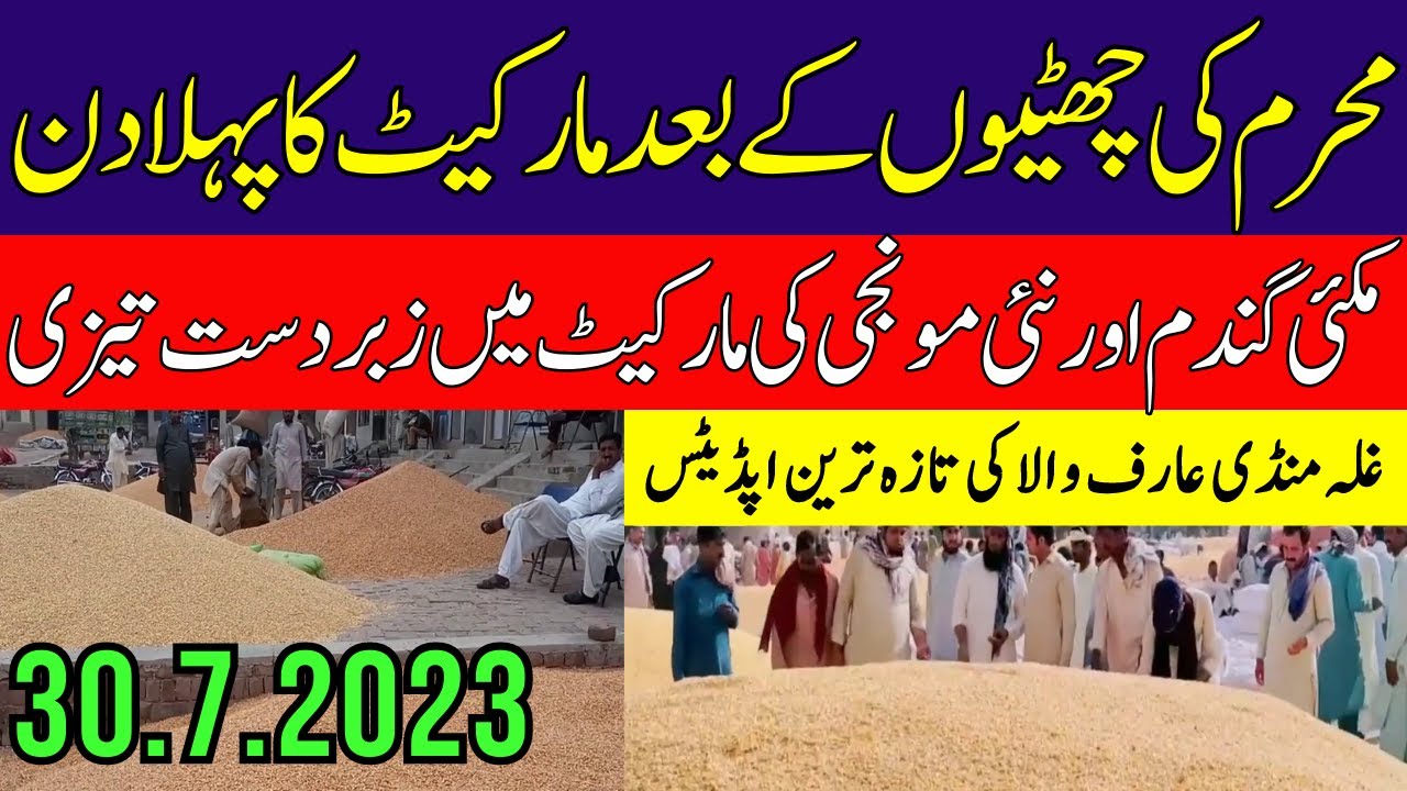 Today Makki Rate Wheat New Dhan Rate Galla Mandi Arifwala Munji