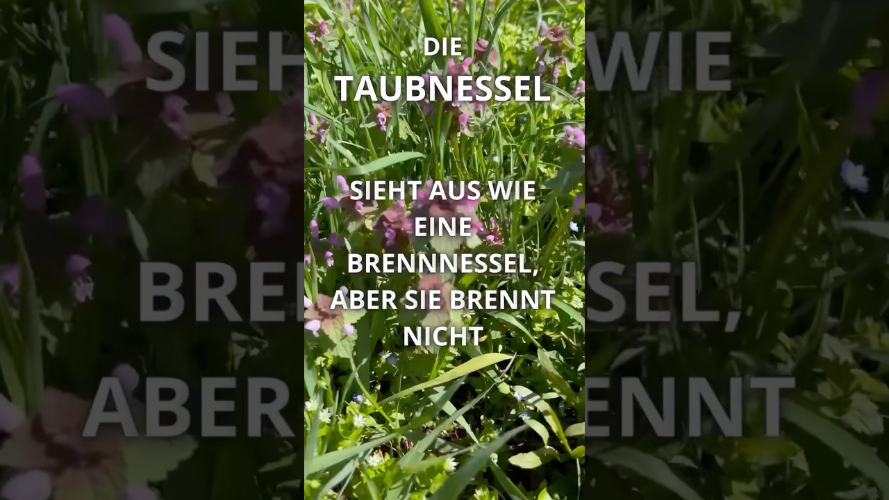 Purpurrote Taubnessel – kraftvolle Heilpflanze, die fast jeder übersieht! 🌱