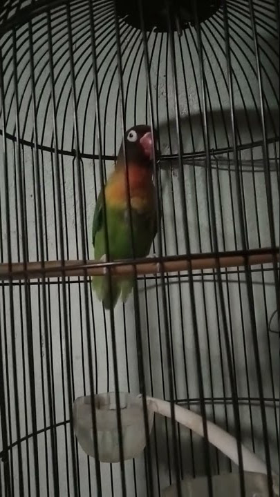 love bird isian kapas tembak bocor,,