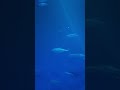Giant Tuna swimming in Monterey Bay Aquarium #montereybayaquarium