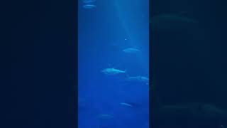 Giant Tuna swimming in Monterey Bay Aquarium #montereybayaquarium