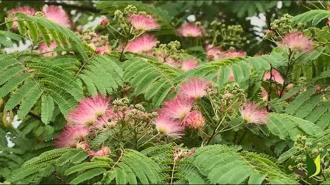 Où planter un arbre à soie ?