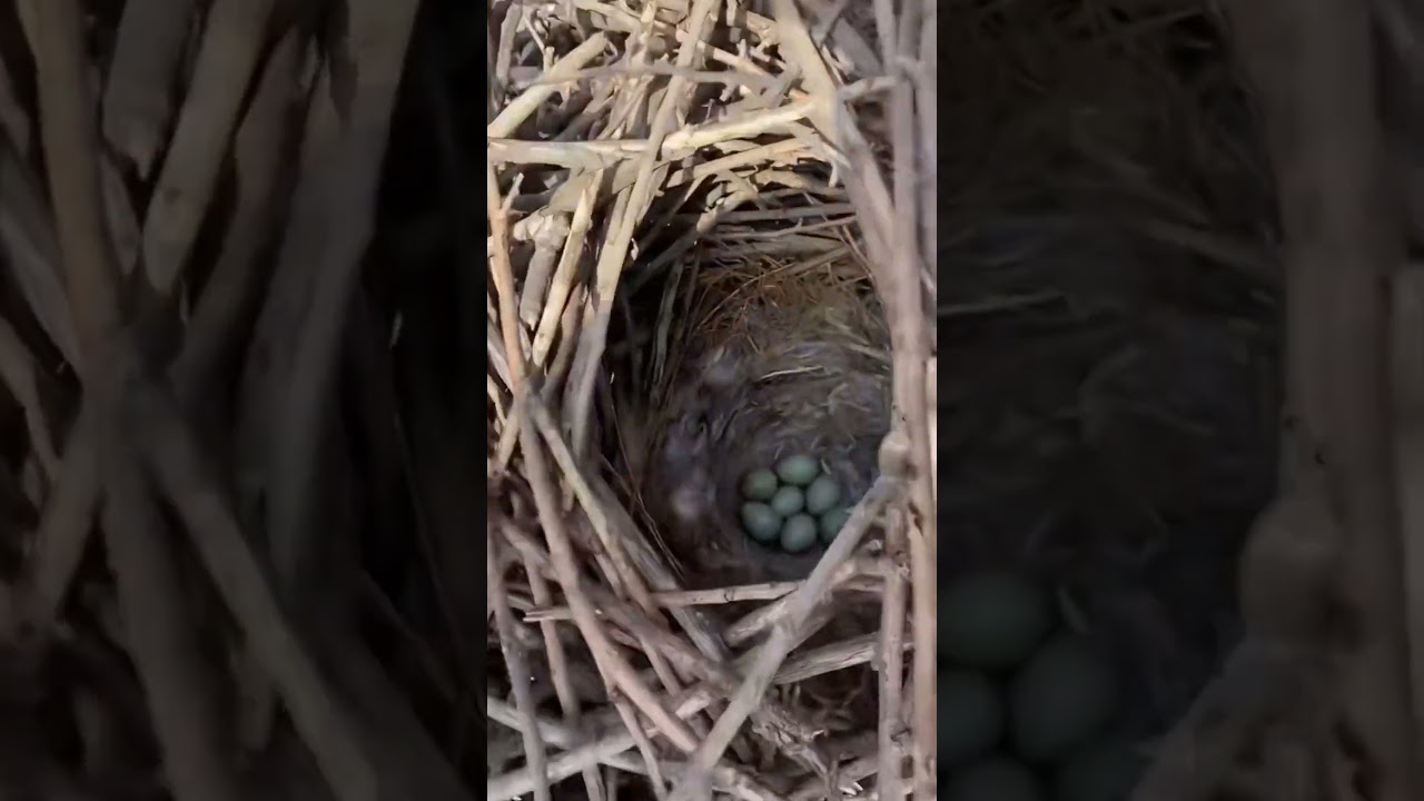 Sparrow Nest 
